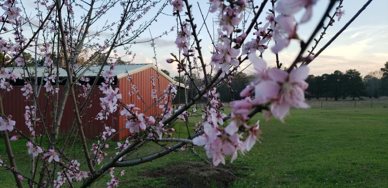 Peach tree flowers
