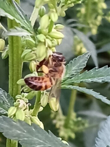 Bee with pollen waterwings