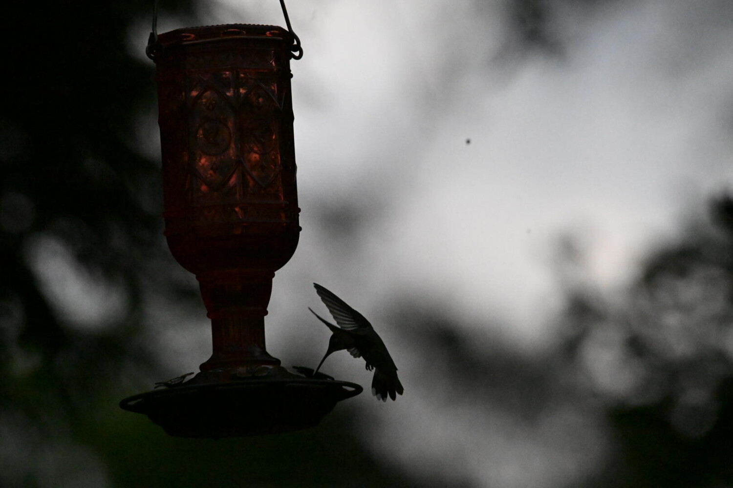 Humming bird