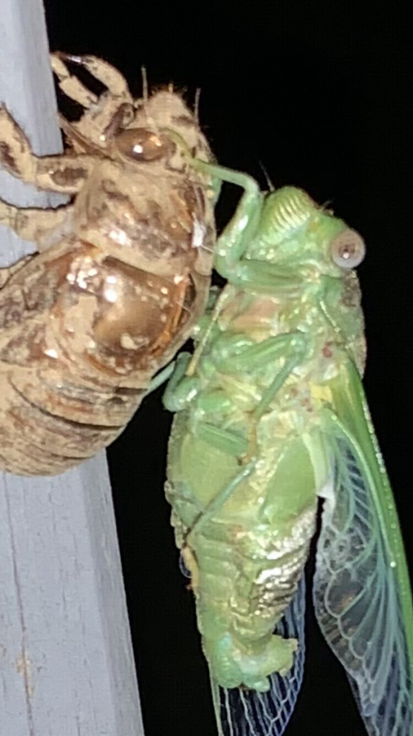 Cicada