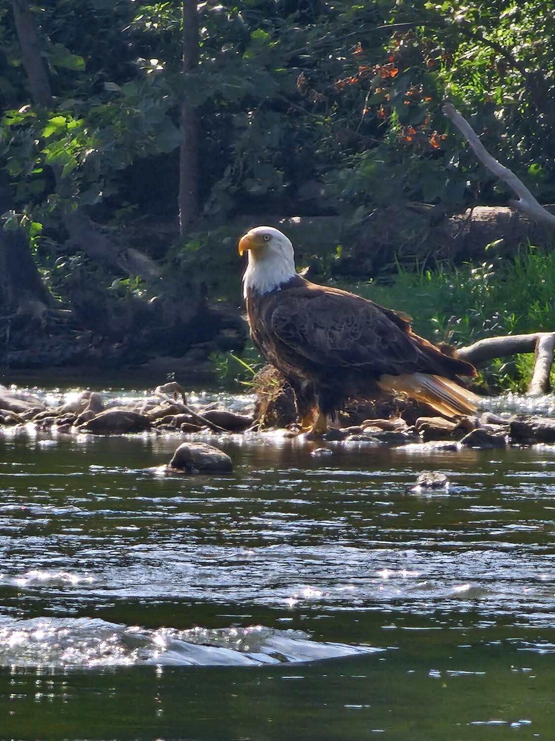 Eagle at the river