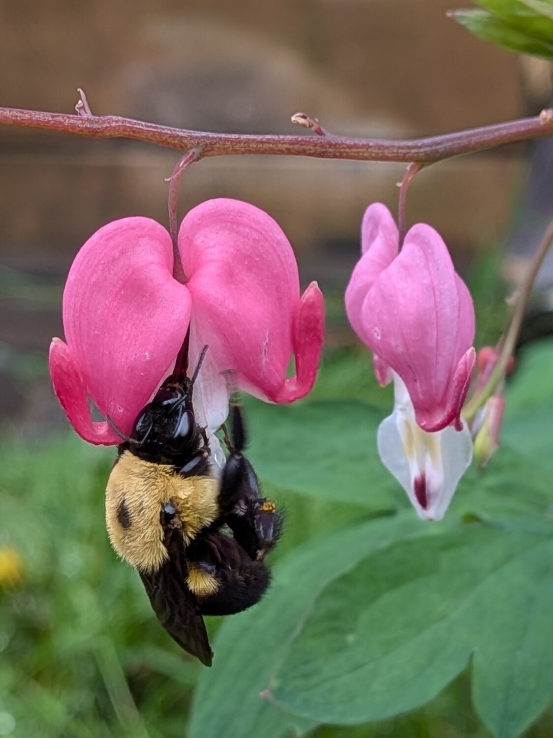 Bee of Hearts!
