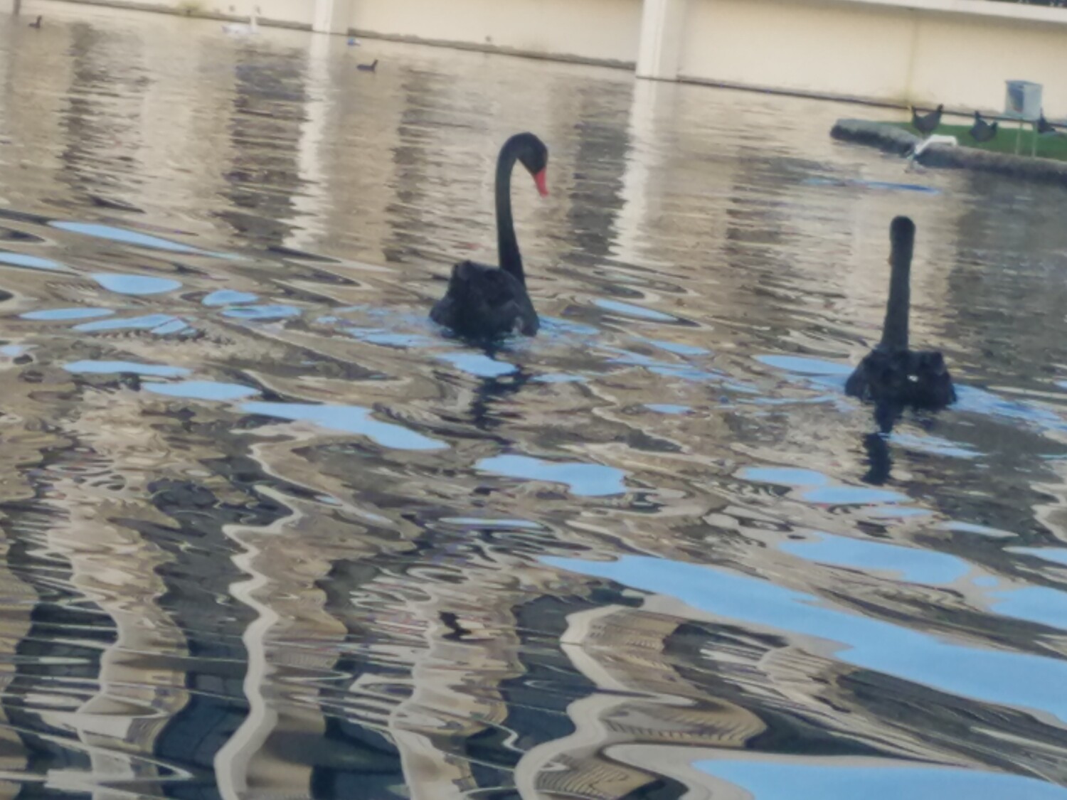 Black swans