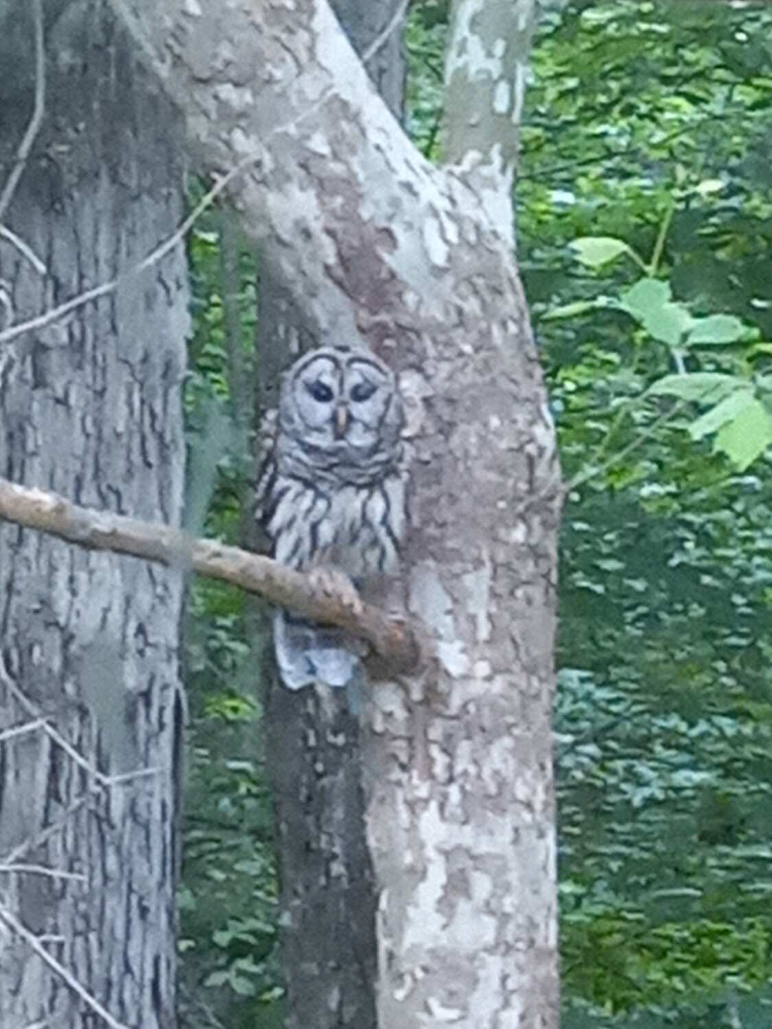 Resident Owl