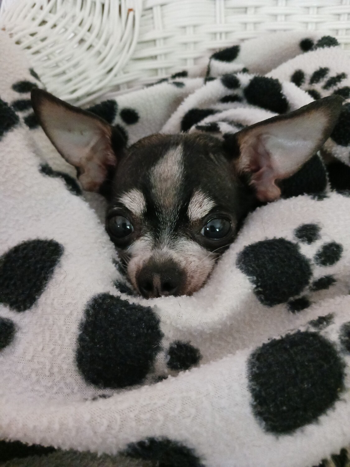 My chihuahua and his blanket