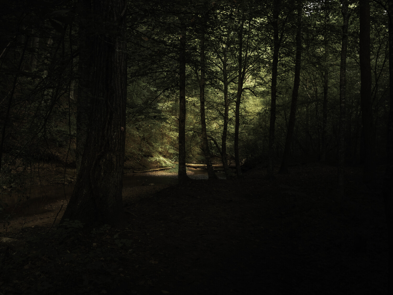 Woodland Light