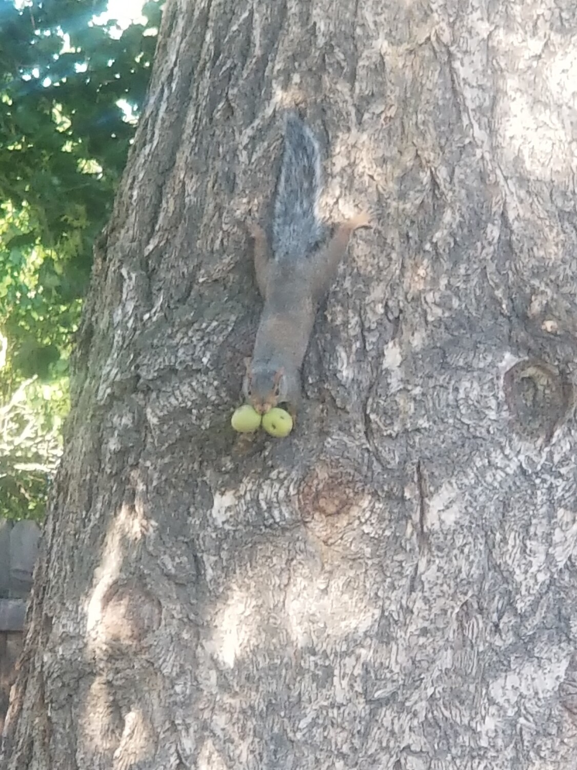 Now, That's a Mouthful !