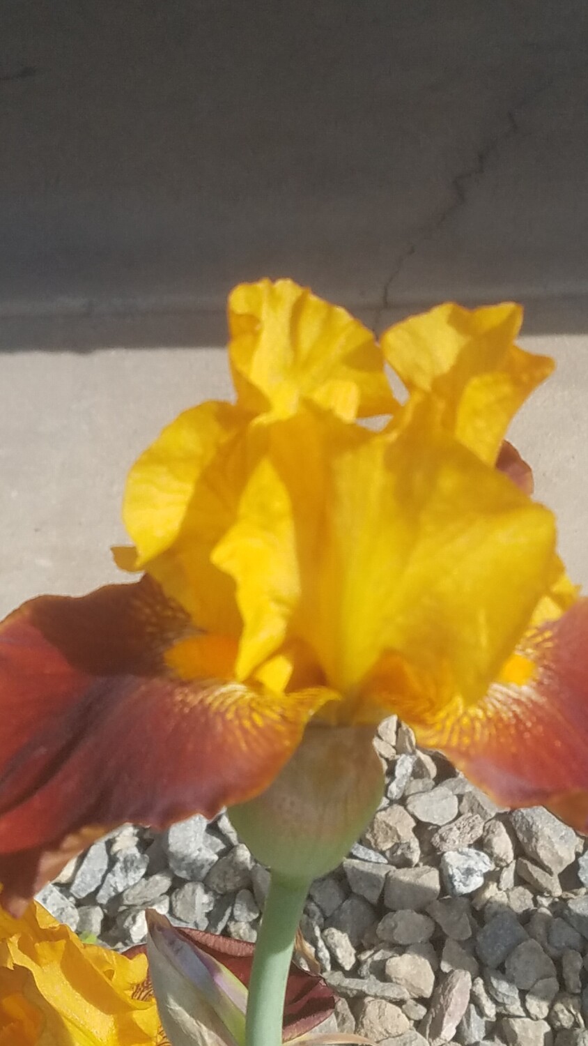 My favorite Iris