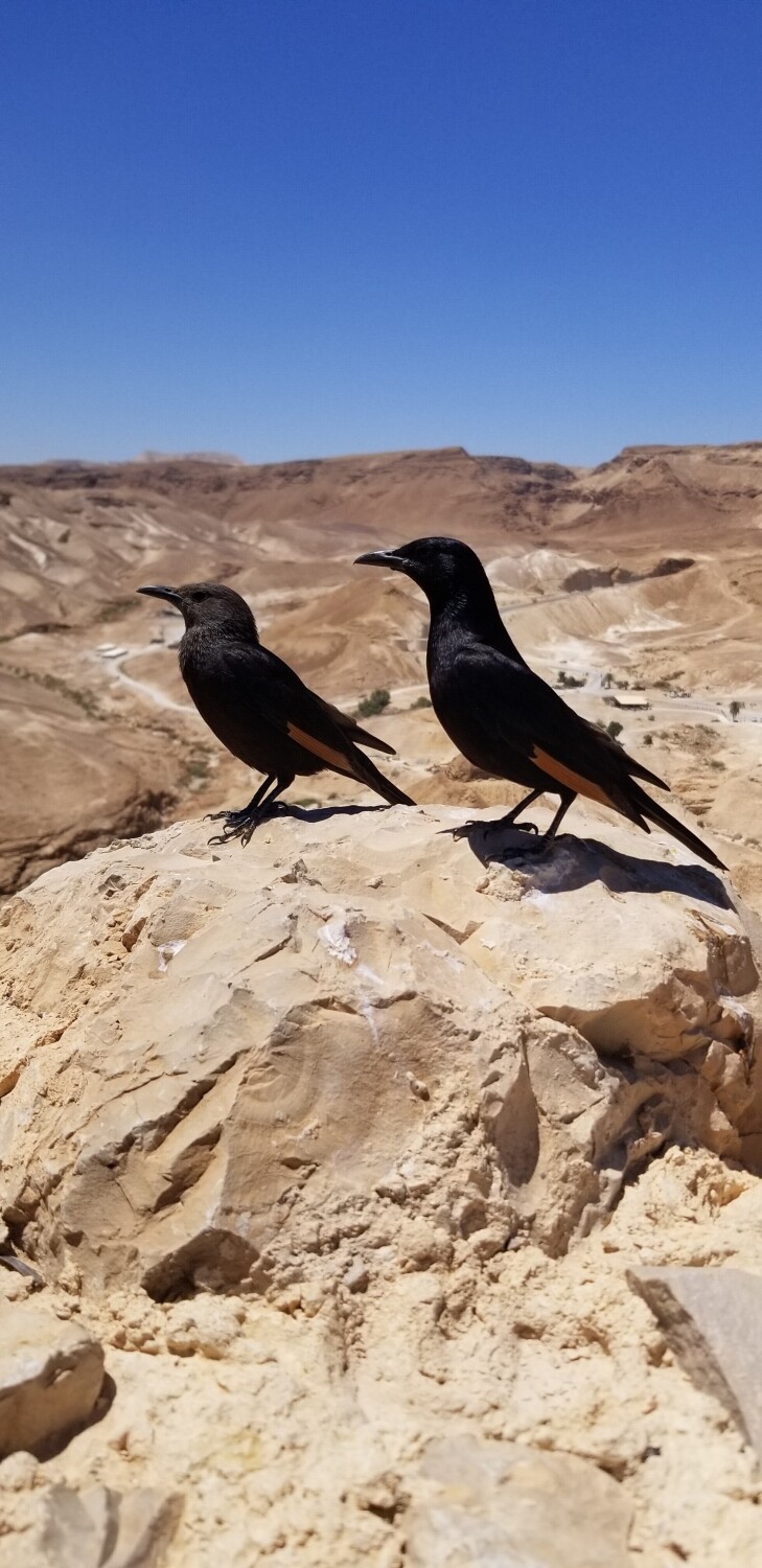 Birds at Israel