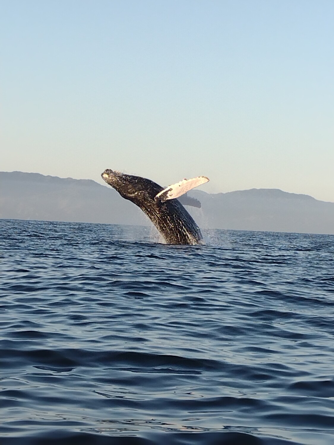 Humpback whale