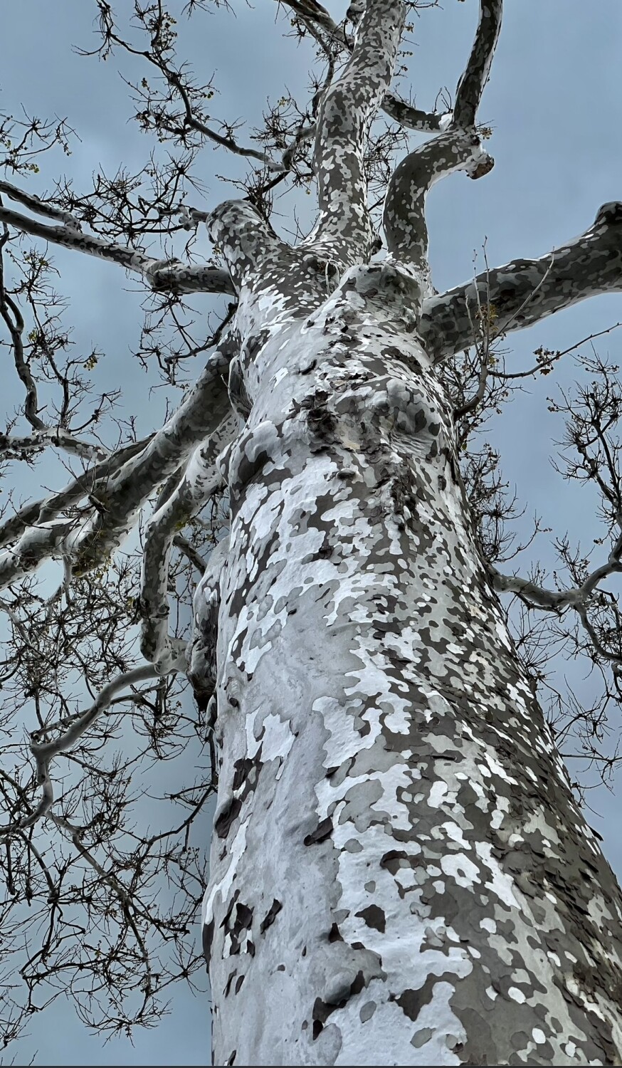 Old Grey Tree