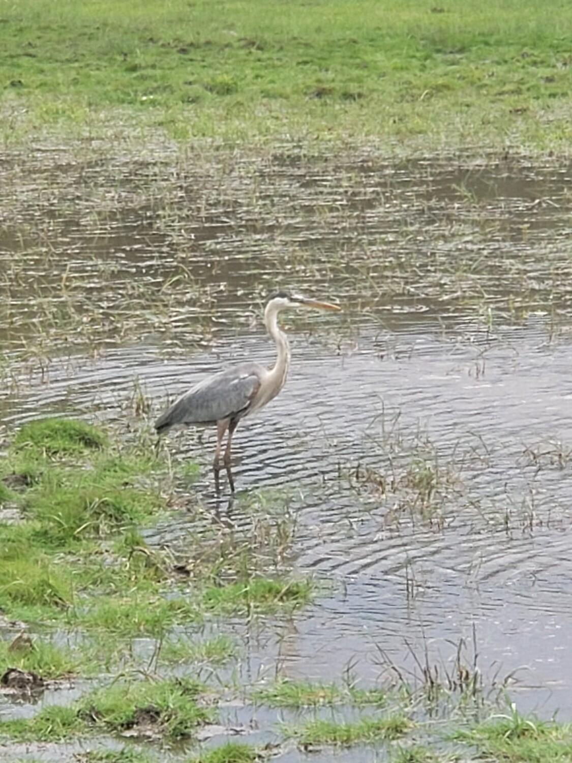 Beautiful Summer Crane