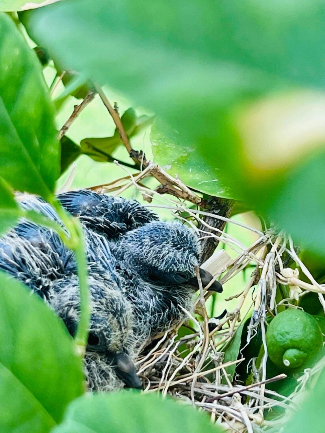 Lime nest 🪹