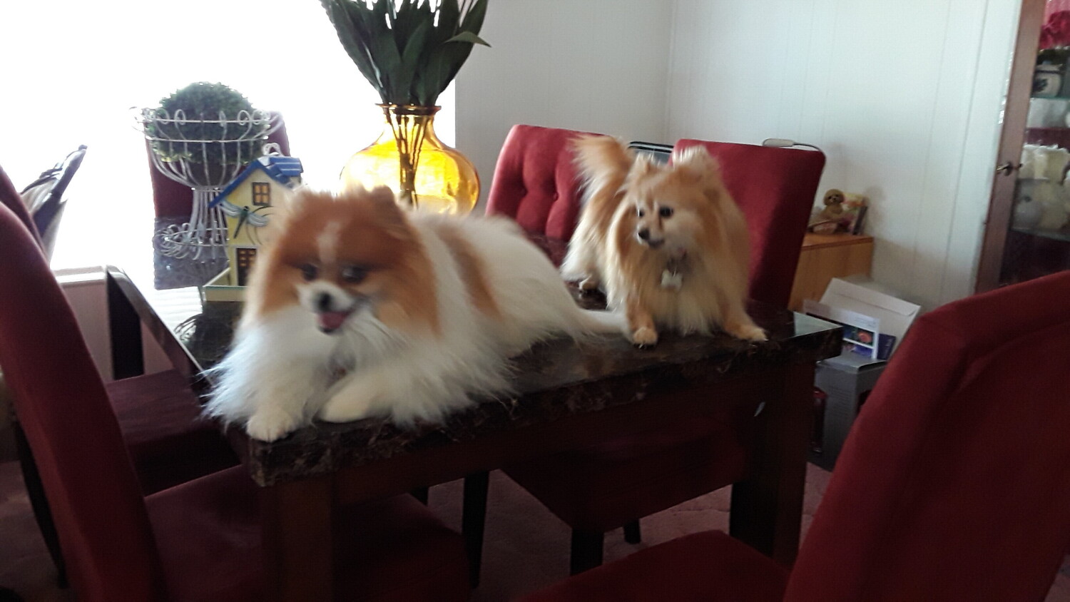 Beautiful fur babies