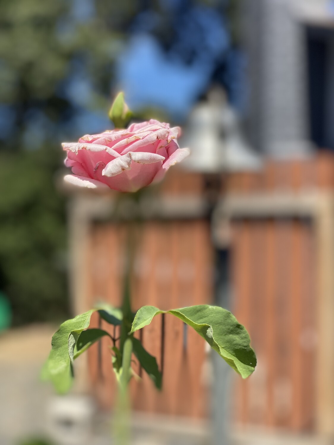 Floating Rose