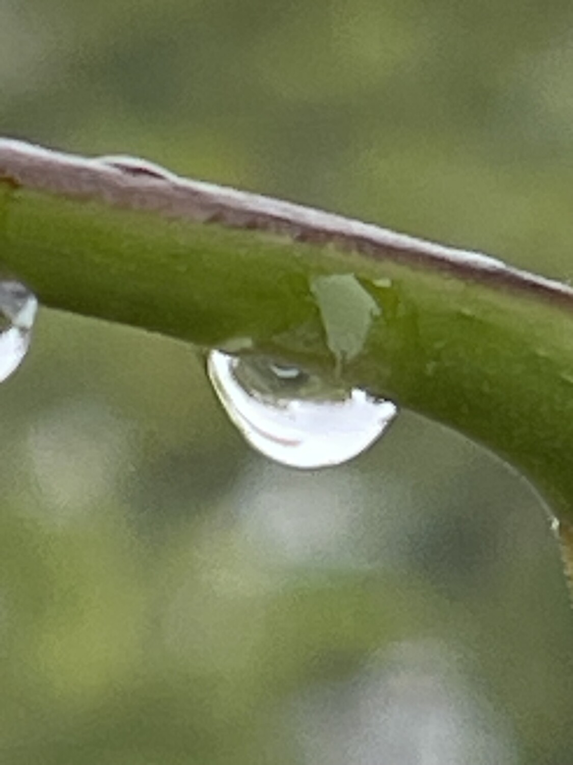 Lágrima por mi padre mi
