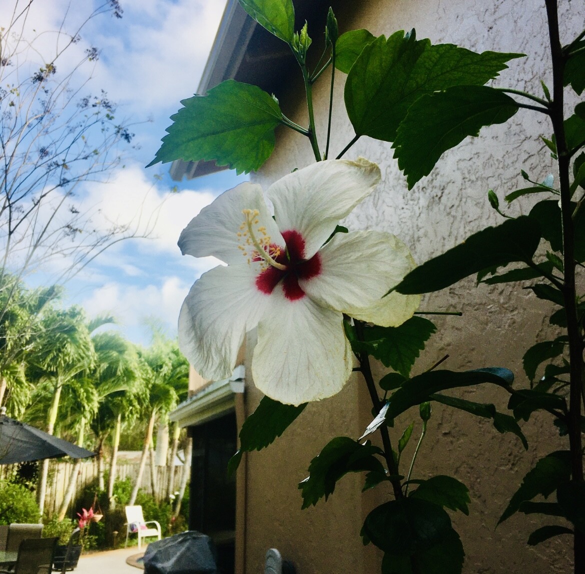 White Hibiscus