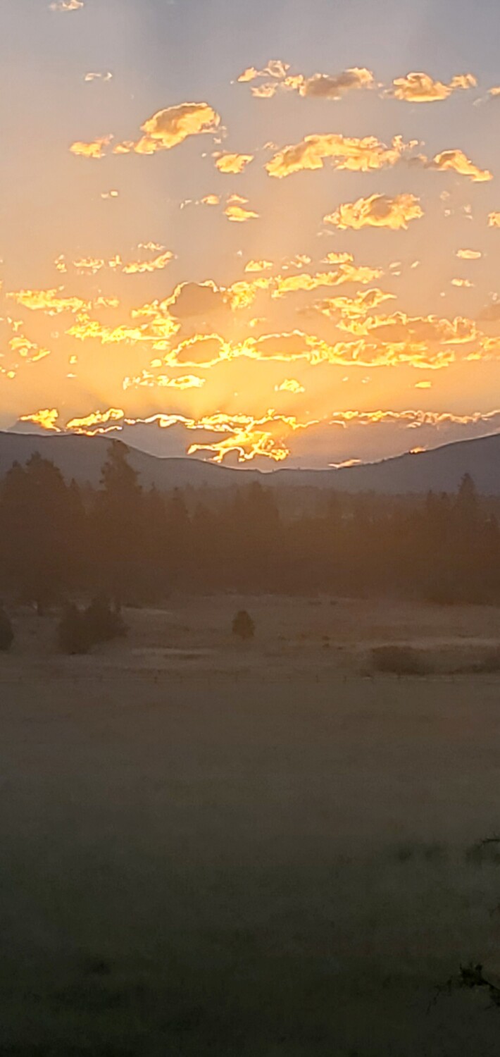 Lone tree under gold
