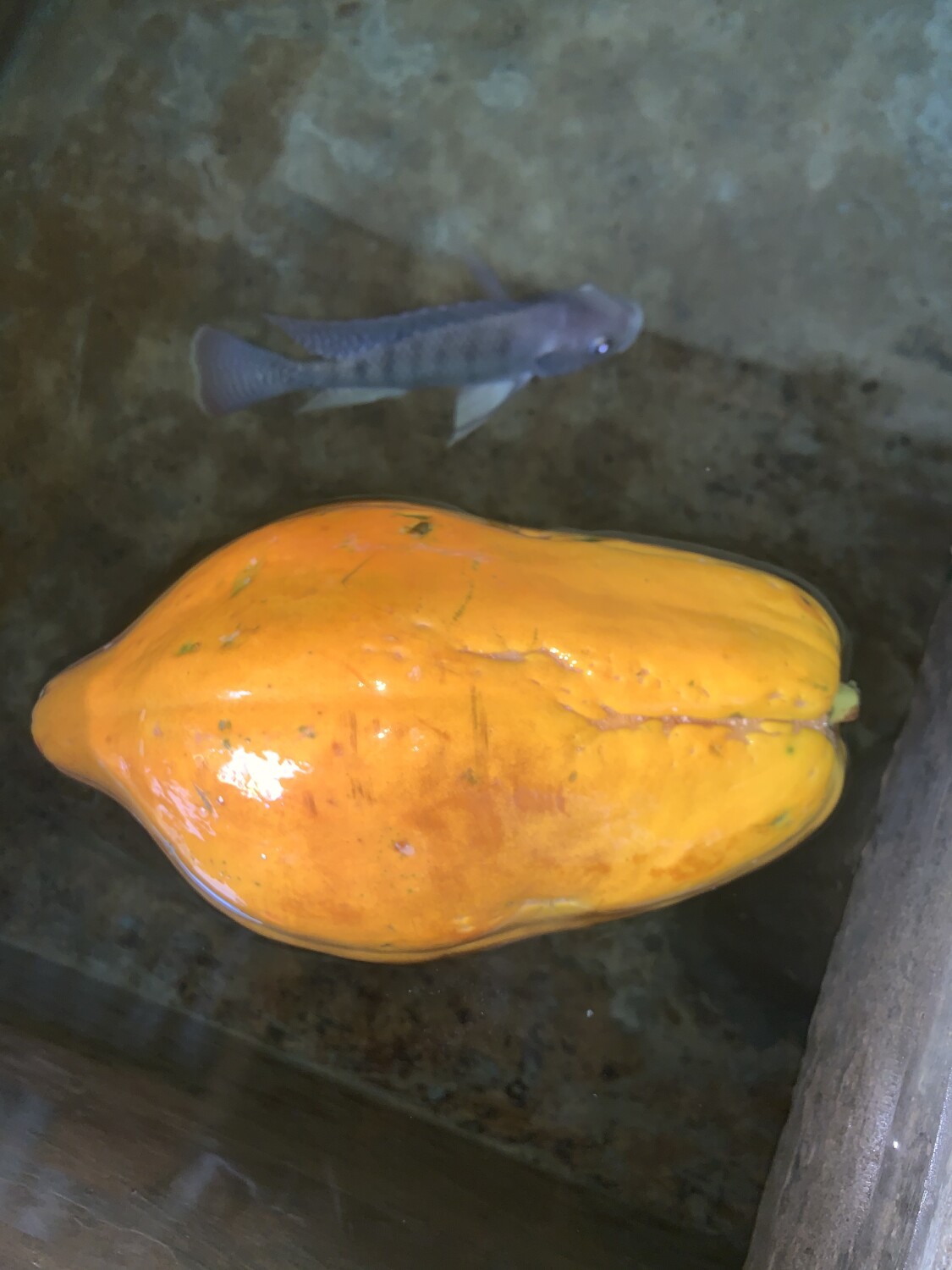 Delicious papaya