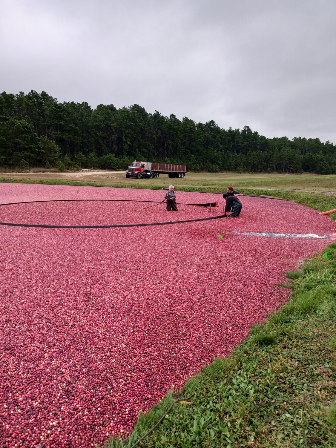 Cranberry Harvest 2023