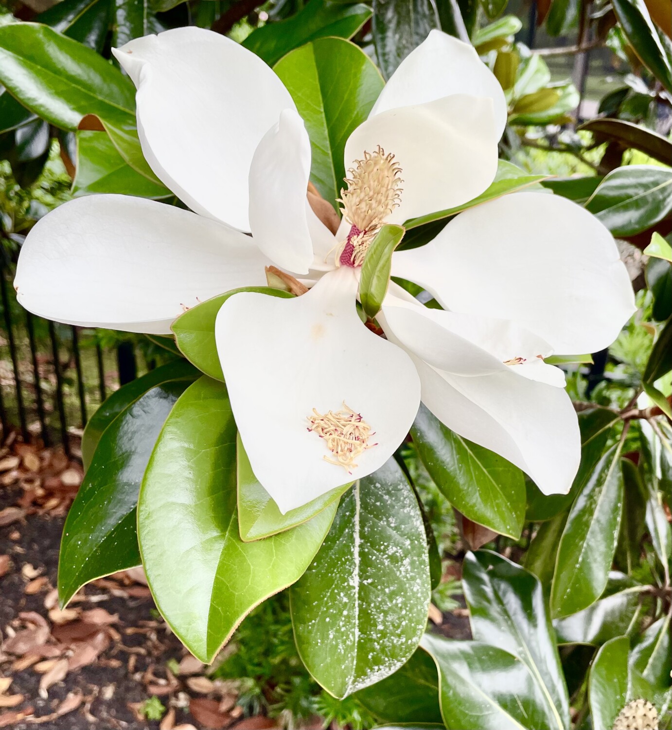 Magnificent Magnolia