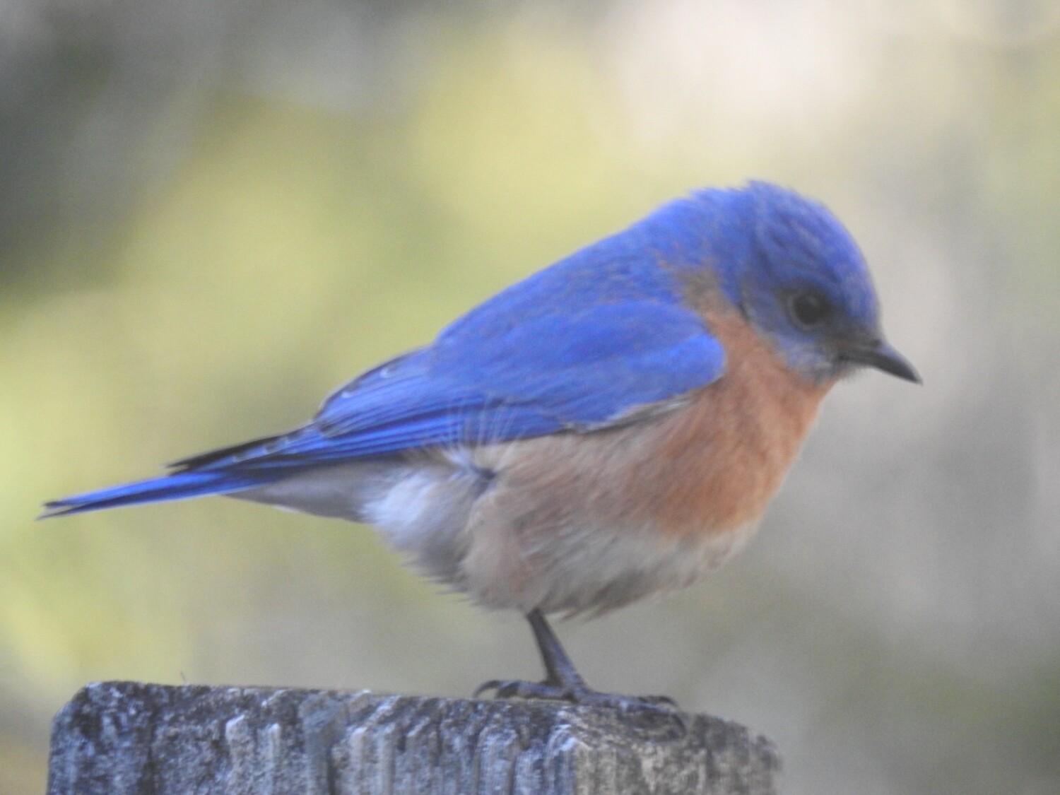 Eastern Bluebird
