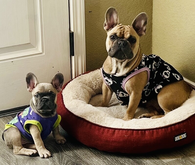Love Frenchies! Mother & Son