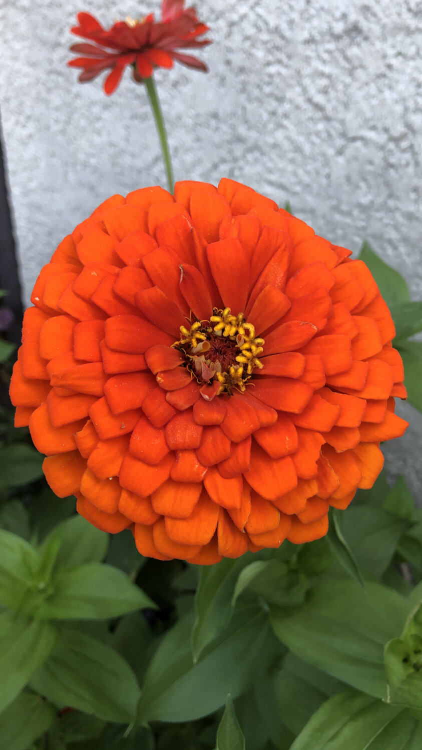 Favorite flower❤️