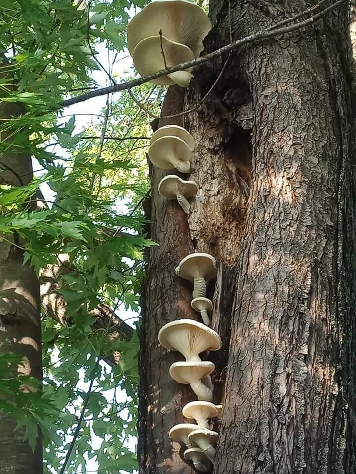Mushrooms