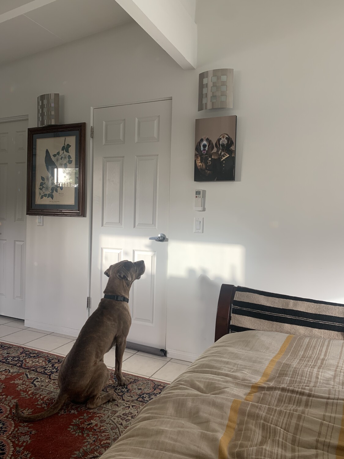 Cultured dog (Brooklyn) admires fine art.