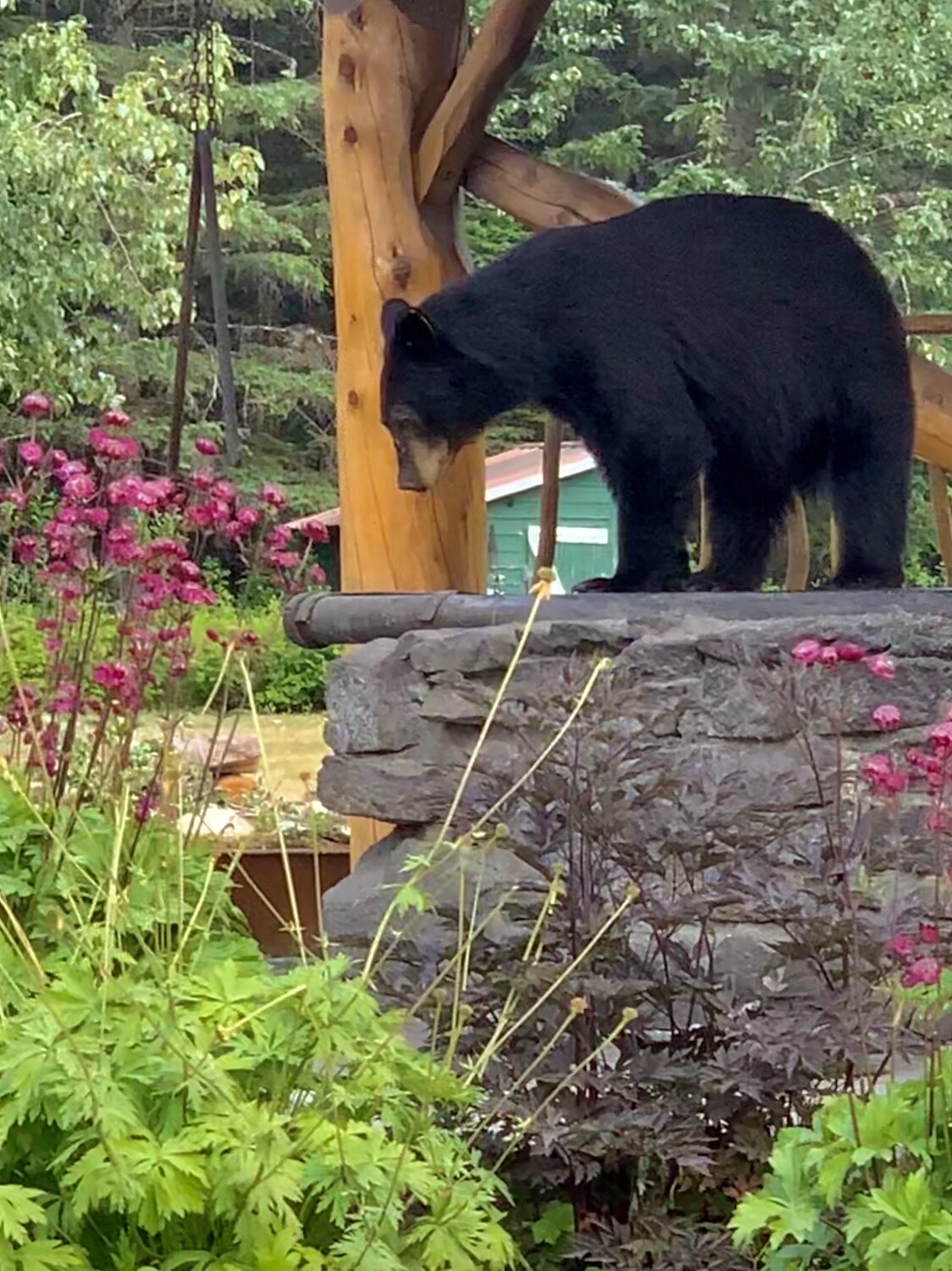 Black bear In Tongass National Forest