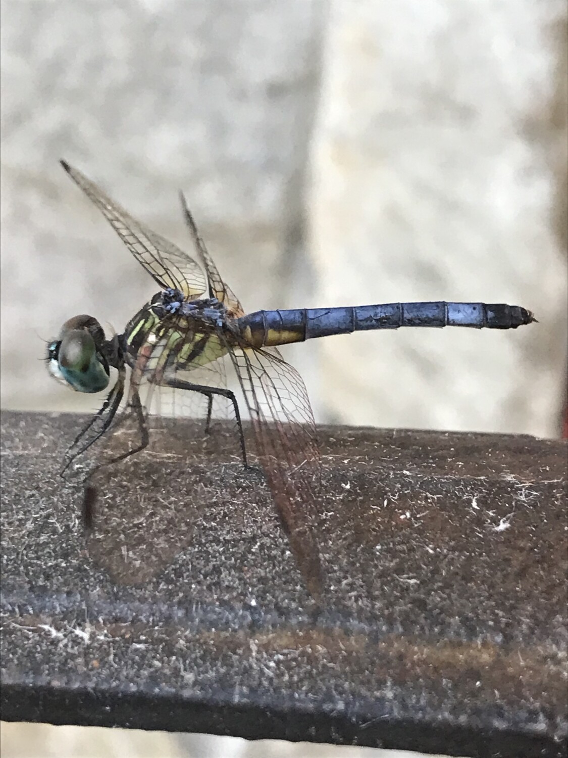 Dragonfly