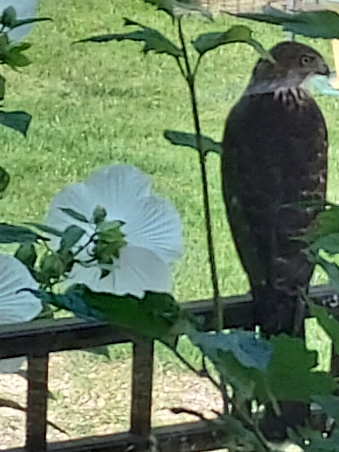 Hawk visitor