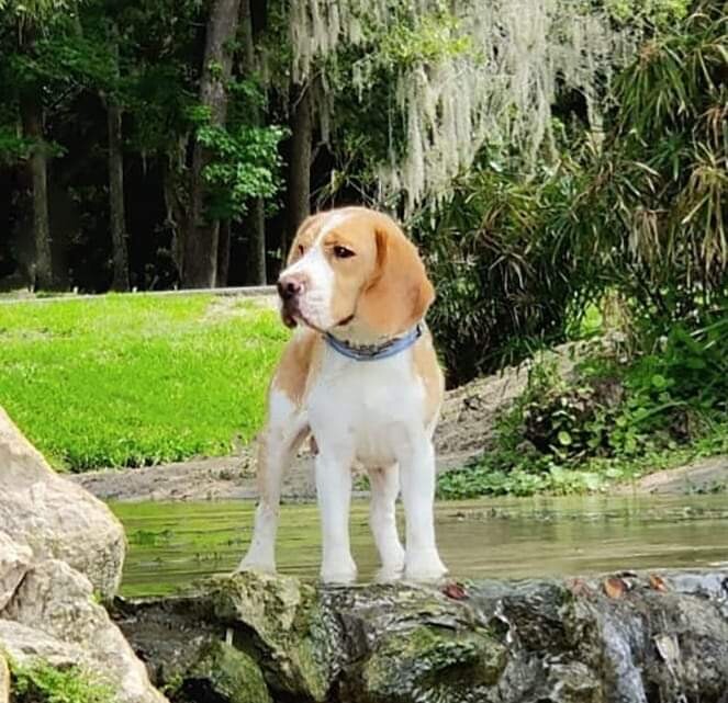 Beagle in the Park
