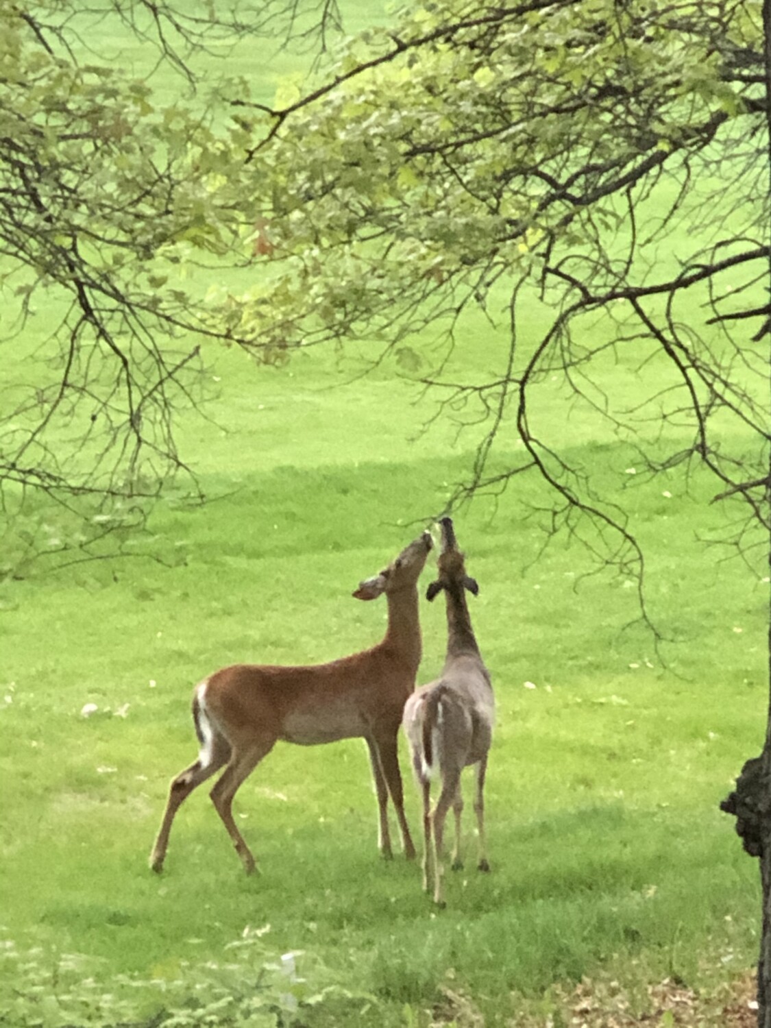 Spring Deer