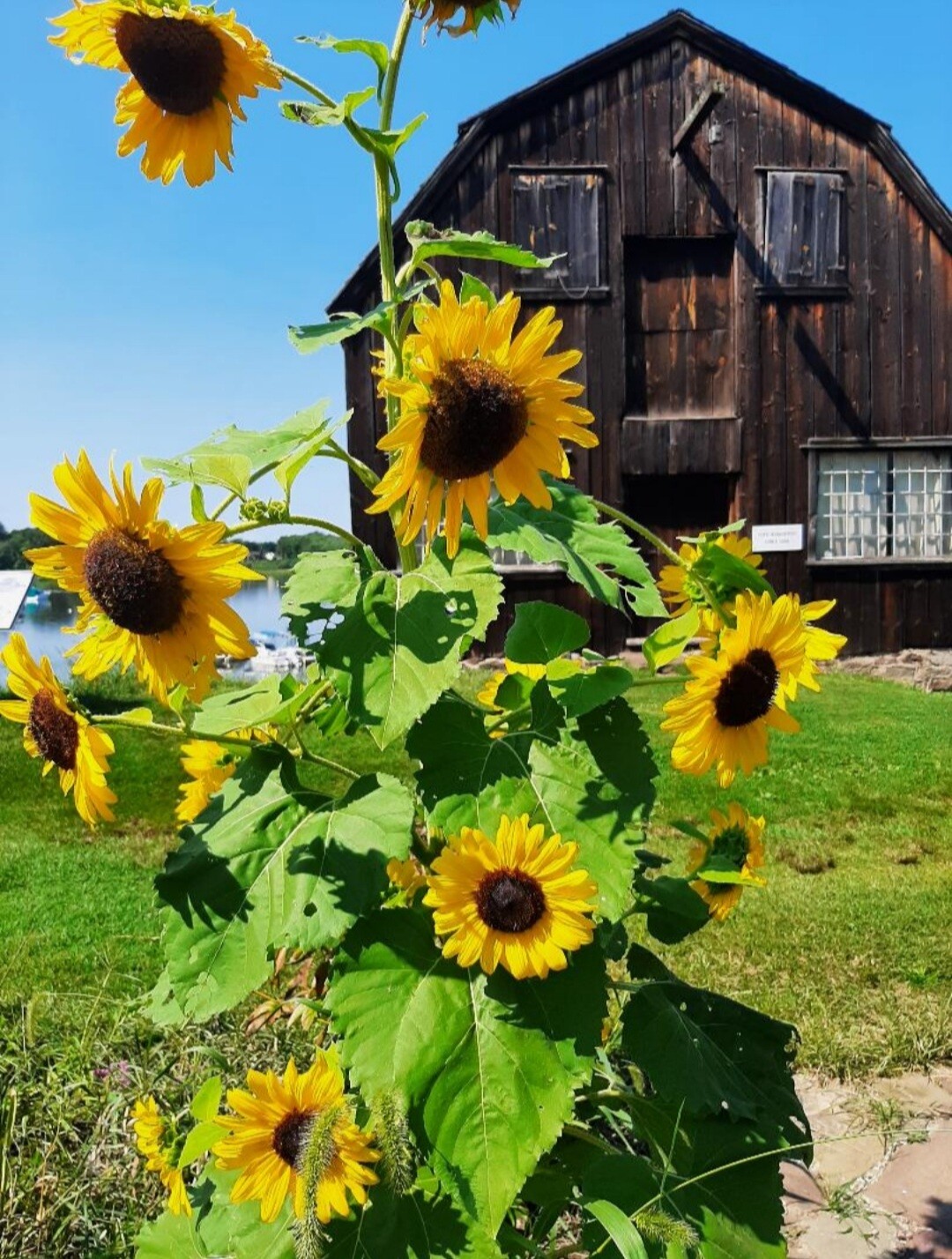 The Splendid Sunflowers