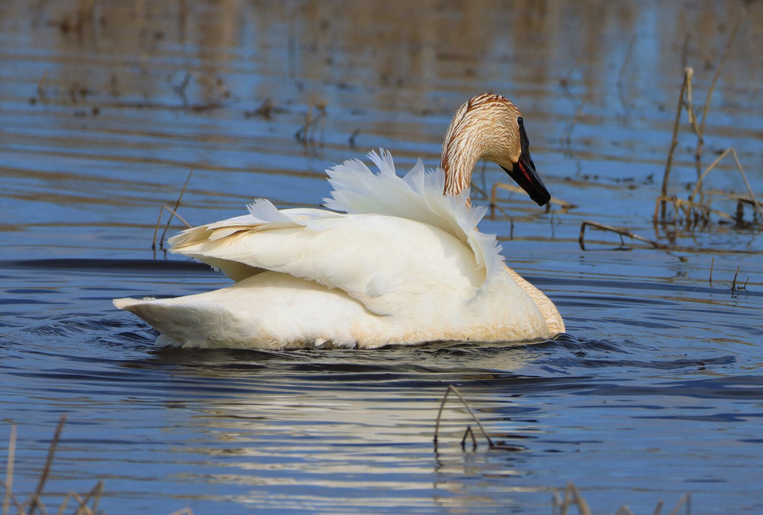 Tundra Swan