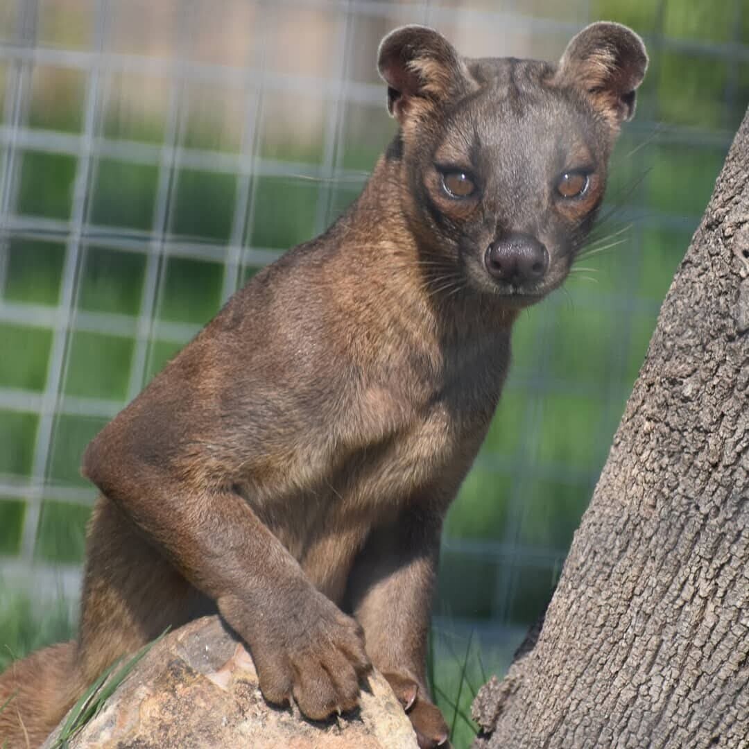 Fossa