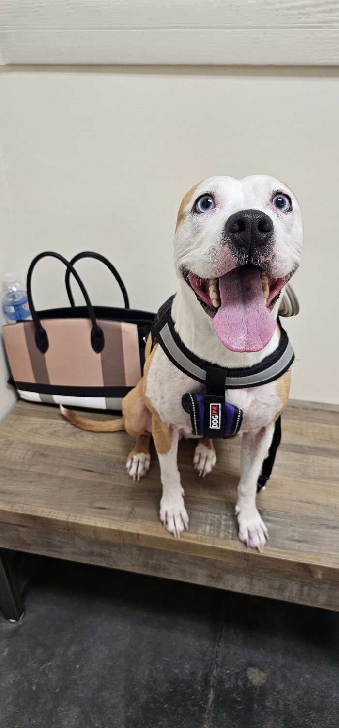 Nala waiting for her doctor