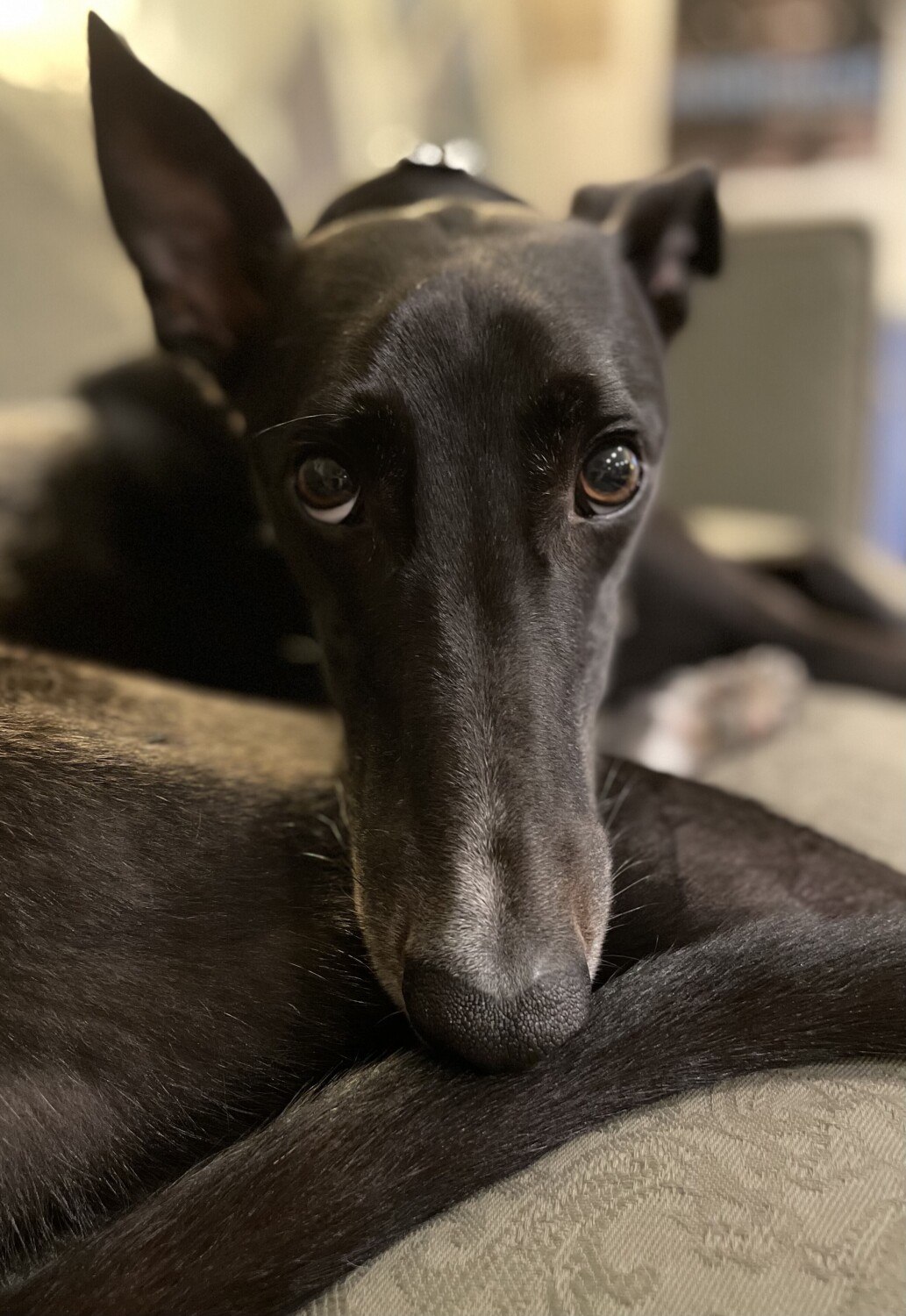 Rafa’s Needle Nose