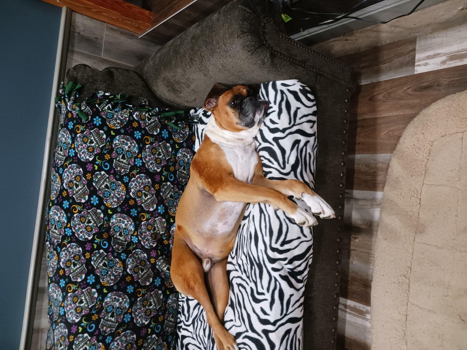 Gunner's  sleepy bed