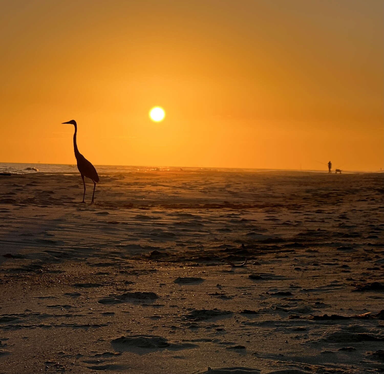 Basking in the Sunset