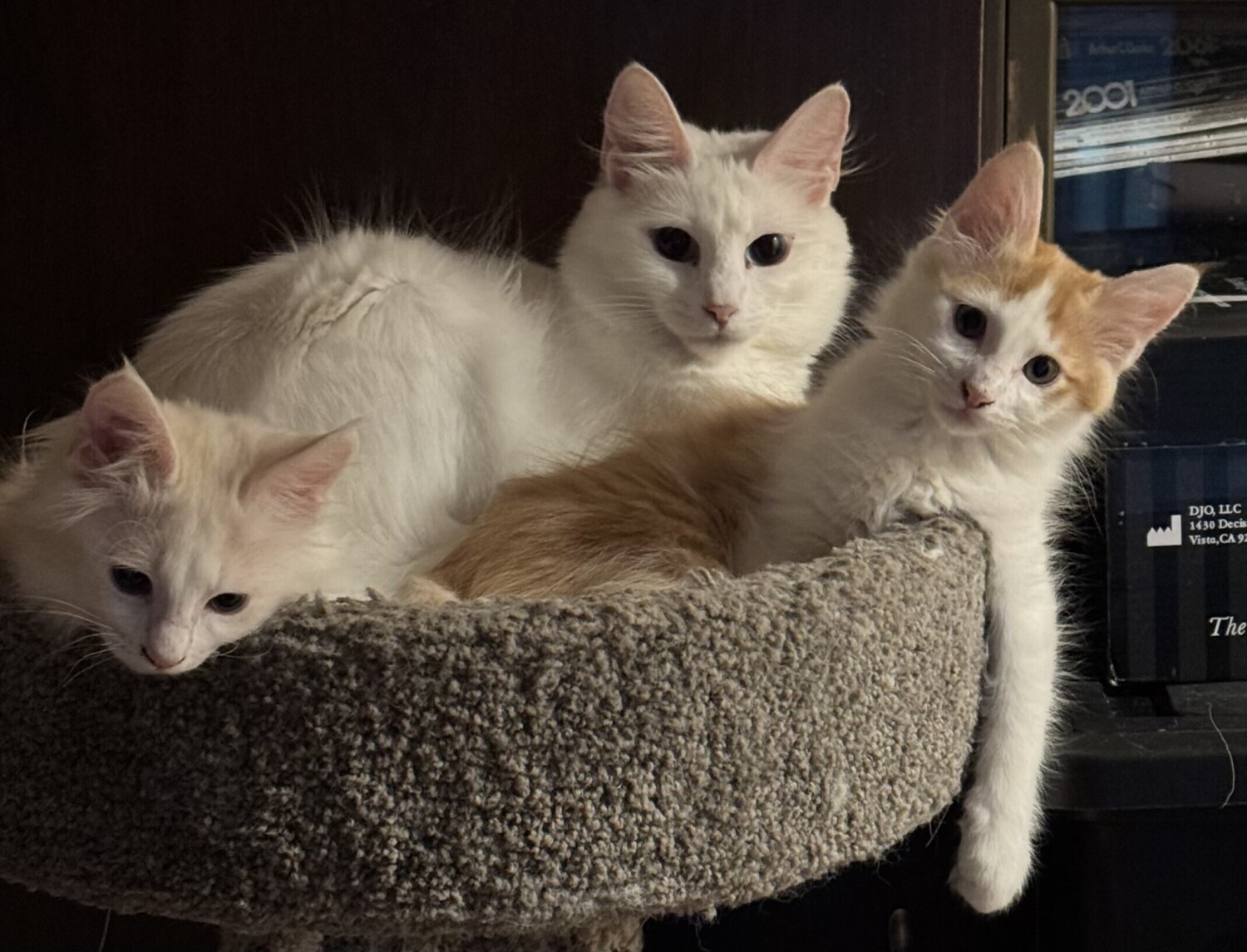 Mama and her Little Boys