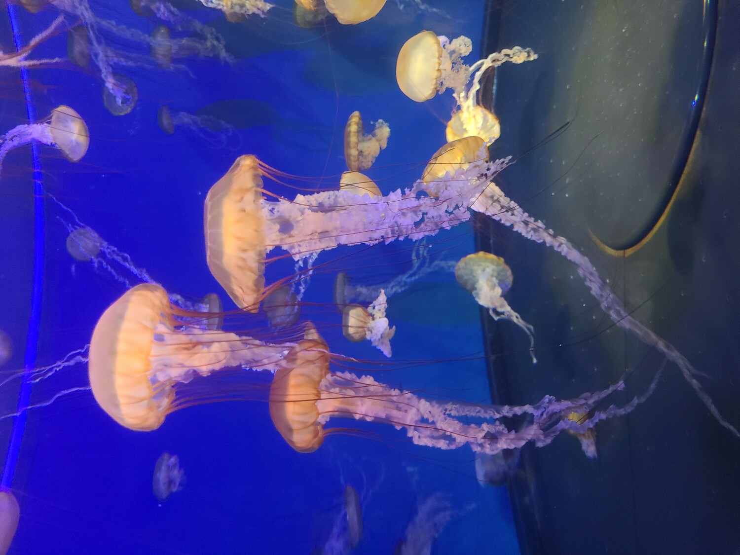 Jellies