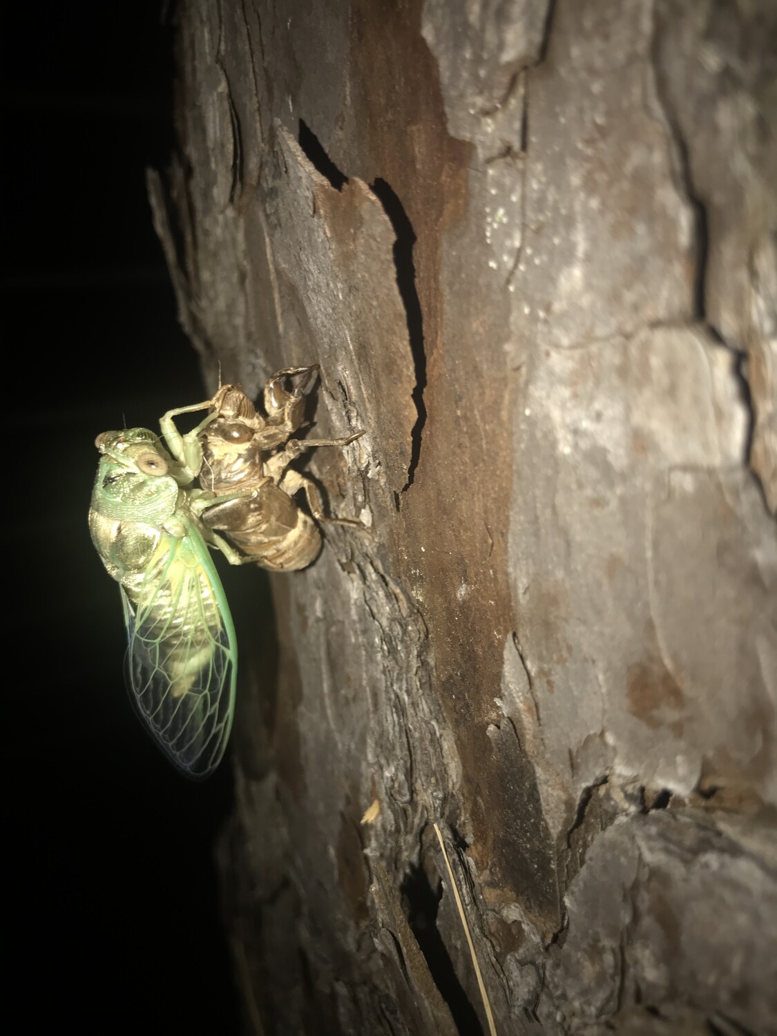 Molting Cicada