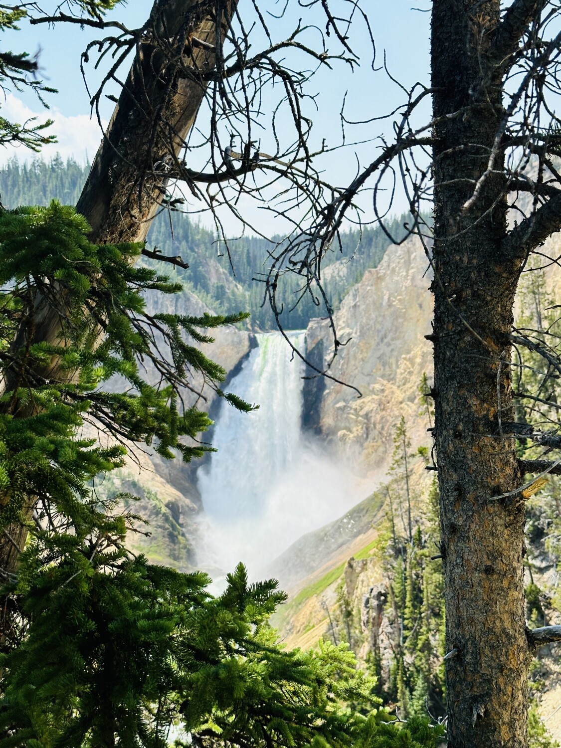 Through the trees
