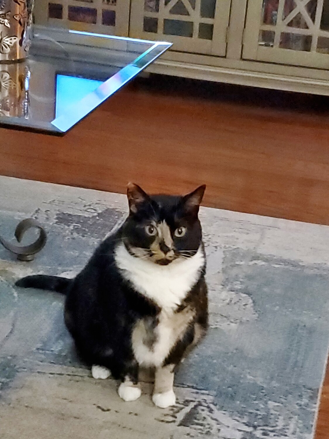 My Baby Girl "Snickers"