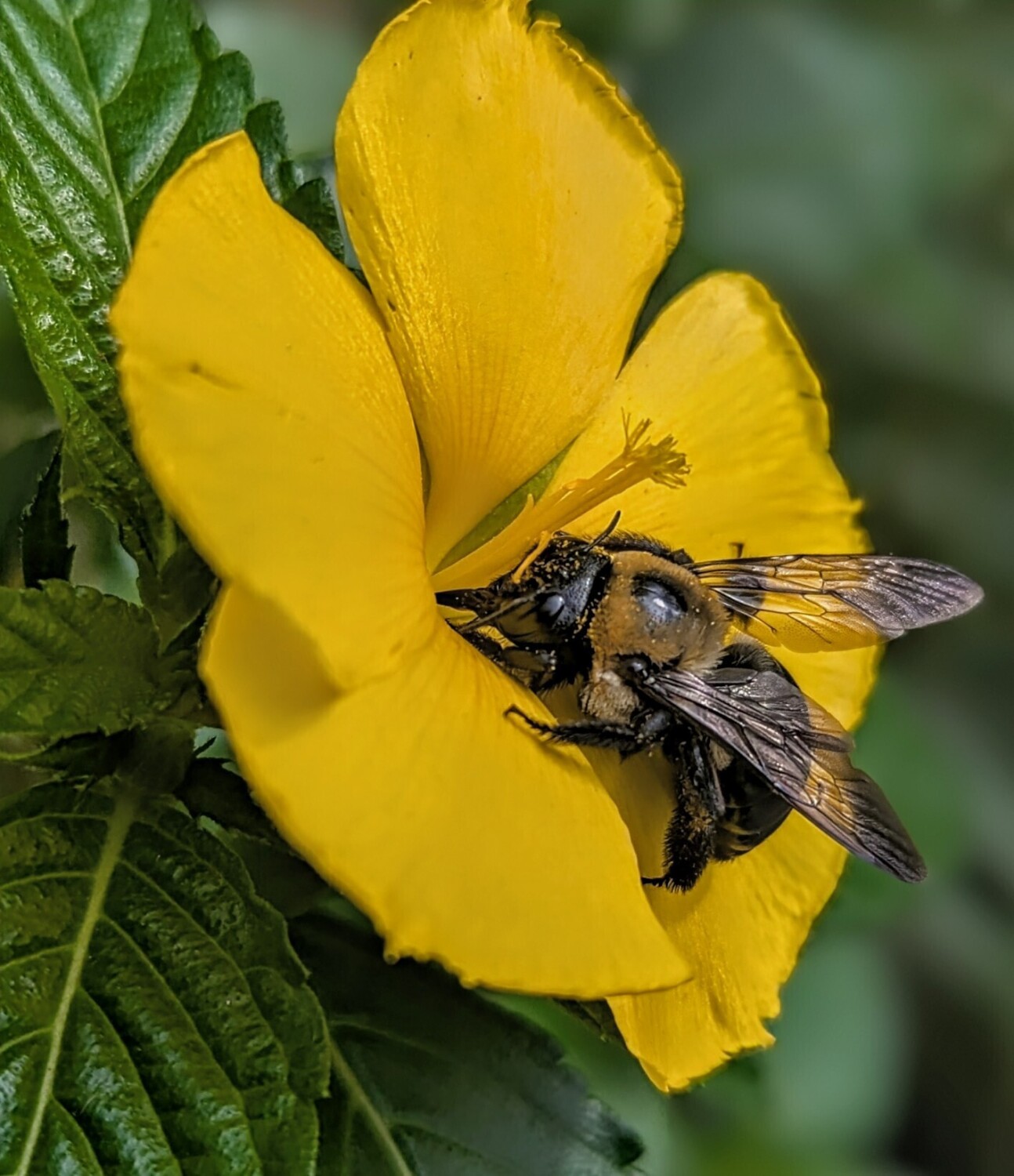 Pollen collector