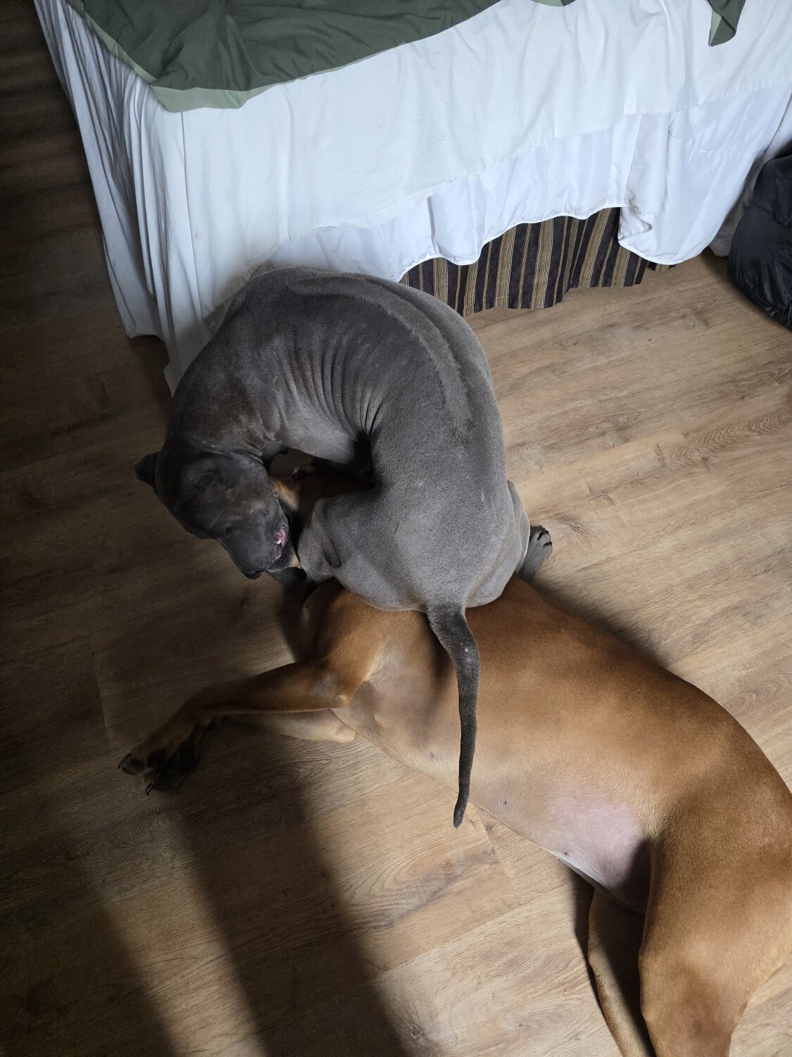 Don't touch my bone!