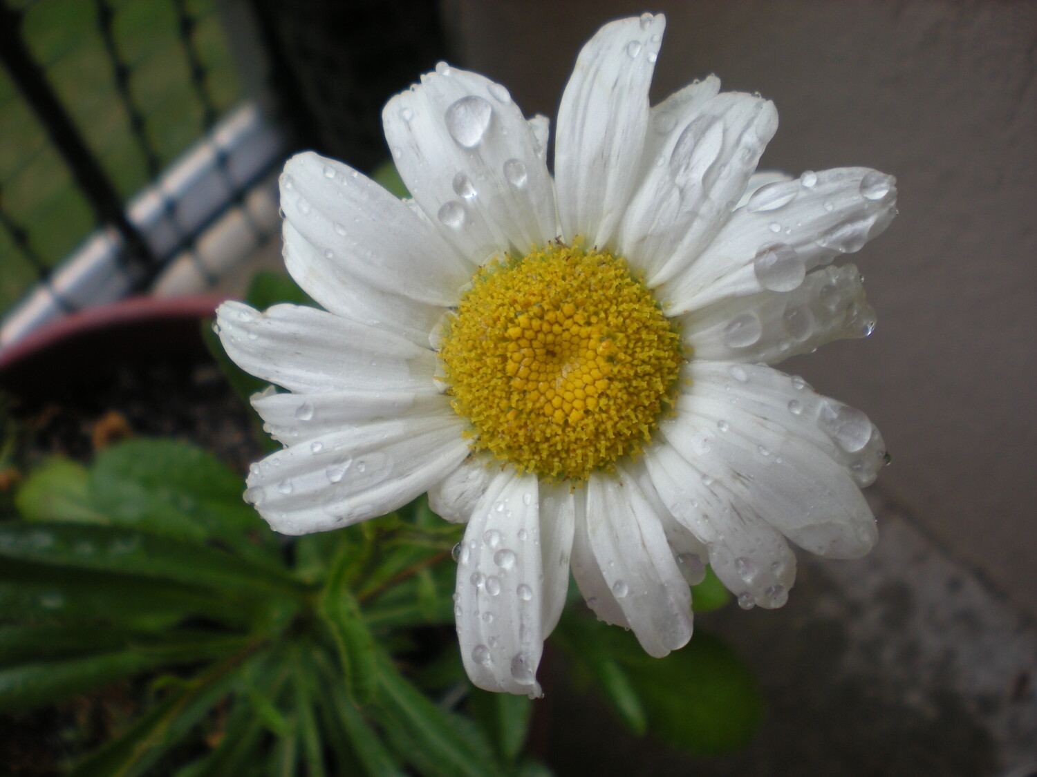 water droplets on daisy
